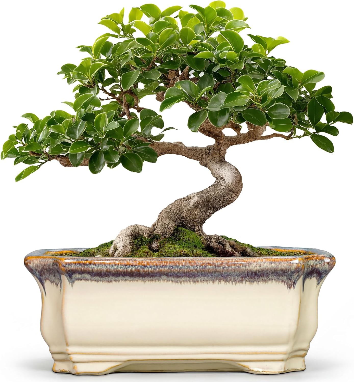 11.6 Inch Succulent Pots - Ceramic Bonsai Tree Pots with Drainage Hole, Succulent Planters for Indoor Plants Outdoor, Bonsai Planter, Garden Decor, House Warming Gifts, Rectangular Beige-Brown