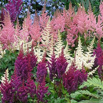Plum Bouquet Astilbe Mix Flower Roots - 8 Roots per Pack - Attracts Butterflies and Hummingbirds - Deer Resistant - Naturalizing - Perennializing