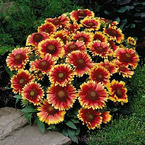 Blanket Flower Seeds - Dwarf Goblin - Packet - Red/Yellow Flower Seeds, Heirloom Seed, Open Pollinated Seed Attracts Bees, Attracts Butterflies, Attracts Hummingbirds, Attracts Pollinators, Easy to
