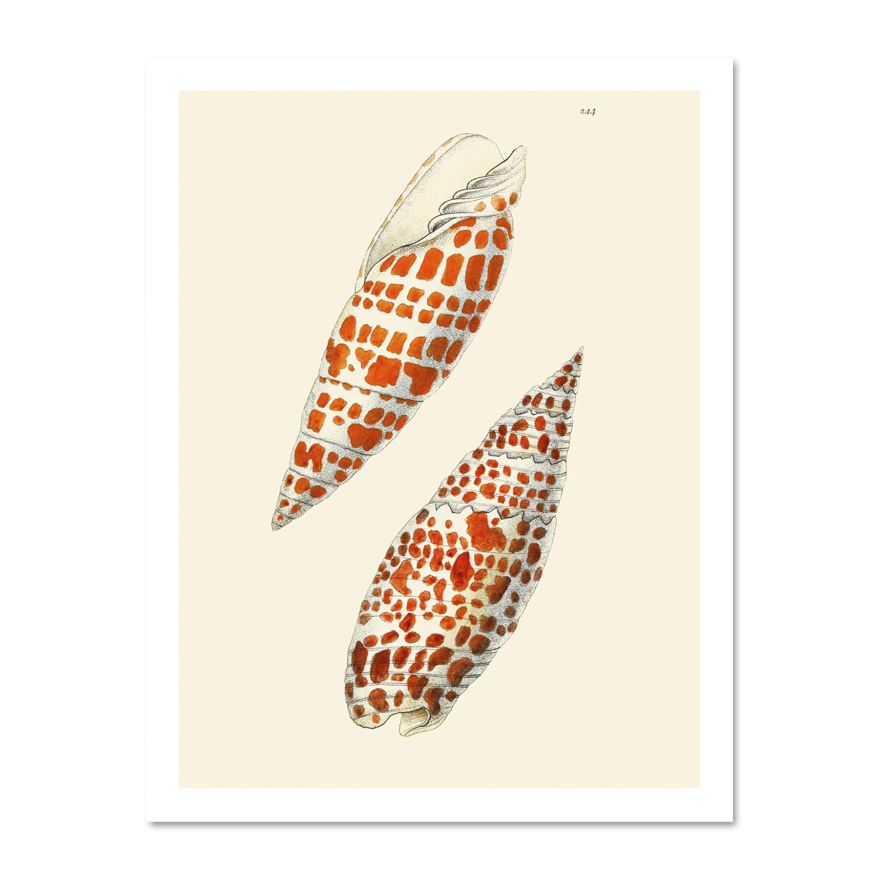 Seashell Orange Spotted Conical Large Framed Art Print Wall Poster 18x24 inch