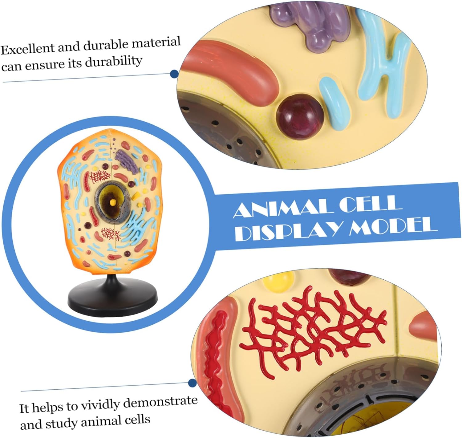 Animal Cell Model for Teaching Realistic Animal Cell Display Model for Biology Education and Student Training Educational Resource