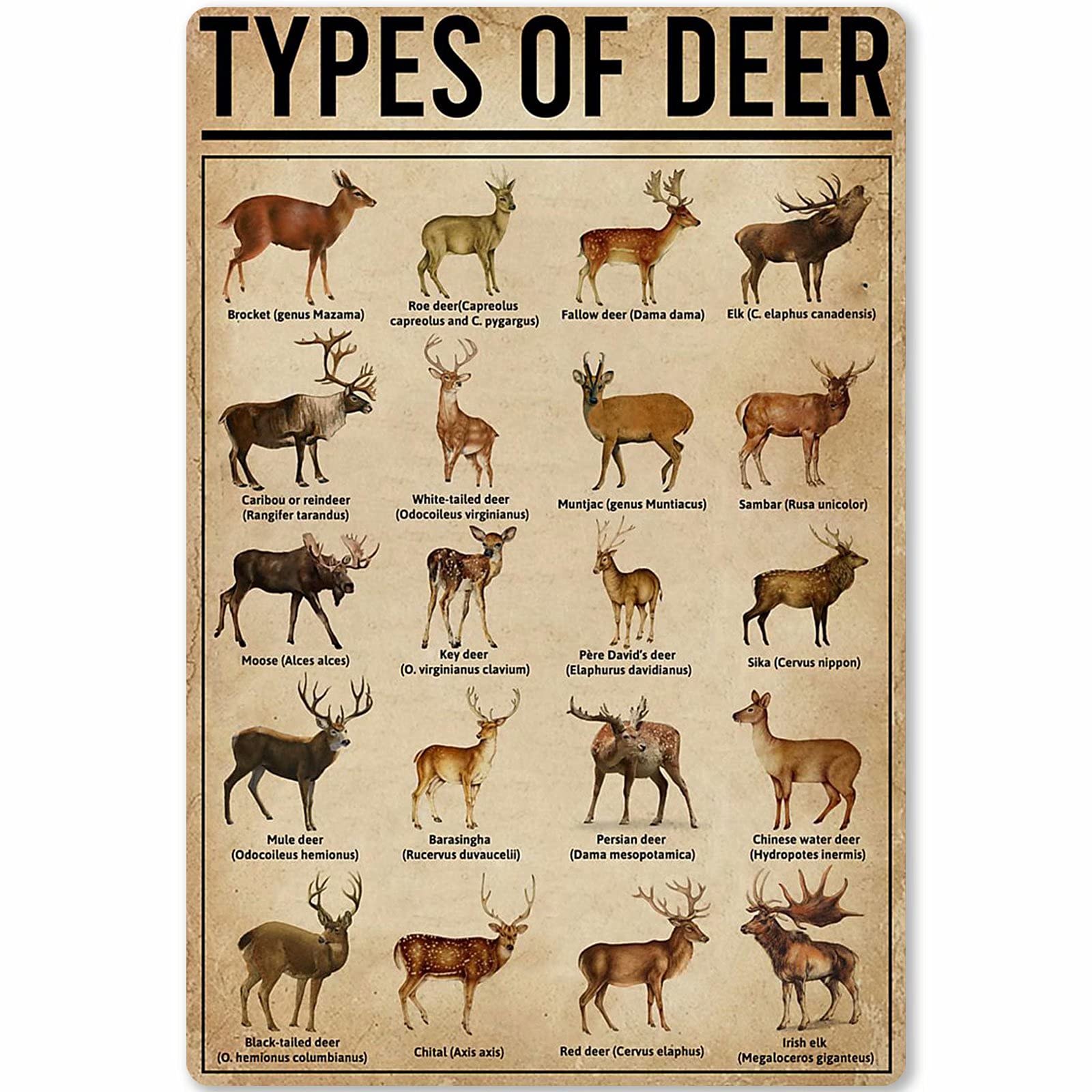 rayprint Types Of Deer Metal Signs Deer Knowledge Popular Science Guide Room Club Farm Wall Decor 12x16 Inches