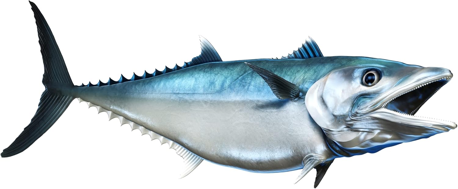 King Mackerel Beautiful Fish Decal | Fishing Decal for Boat, Car, Vehicle, Truck Etc. | Waterproof Vinyl Sticker | Many Sizes & Styles Available | 12" to 40" by Digital Fish Art (X-Large, Position 1)
