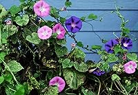 Vista 2 de Semillas Común Morning Glory Purple Mix Flores Anuales