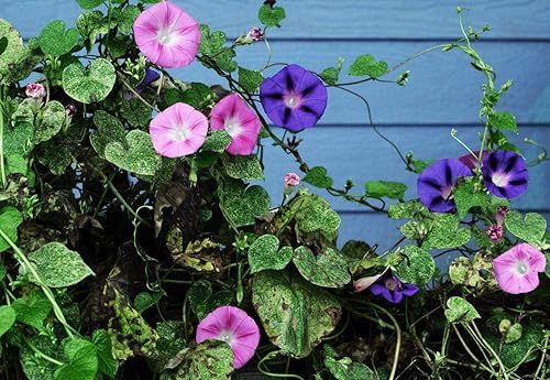 Miniatura 2 de Semillas Morning Glory Purple Mix Flower Anual al aire libre Jardín cortado para plantar sin OMG