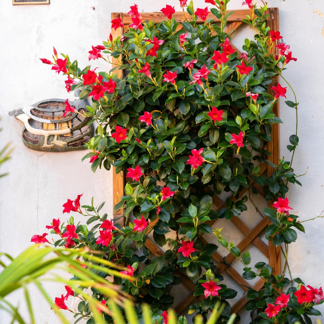 IFLO® Dipladenia Mandevilla rot – blühende Kletterpflanze im Topf für Balkon, Terrasse & Garten, chilenischer Jasmin, 1 Pflanze