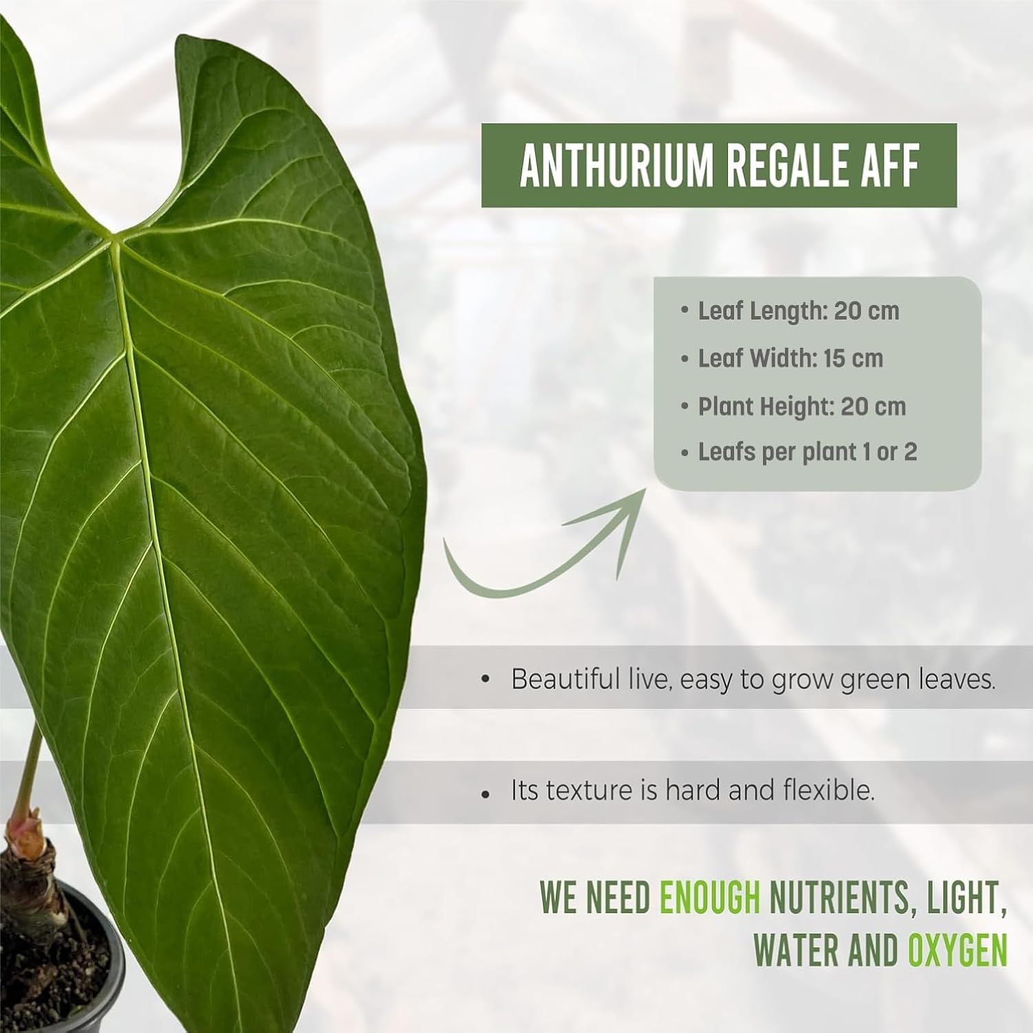 LEAL PLANTS ECUADOR Anthurium Regale AFF - Live Tropical Houseplant for Air Purification| Heart Leaf Plant | Rare Anthurium x Luxurians | Perfect for Home Decor, Unique Gift for Plant Lover