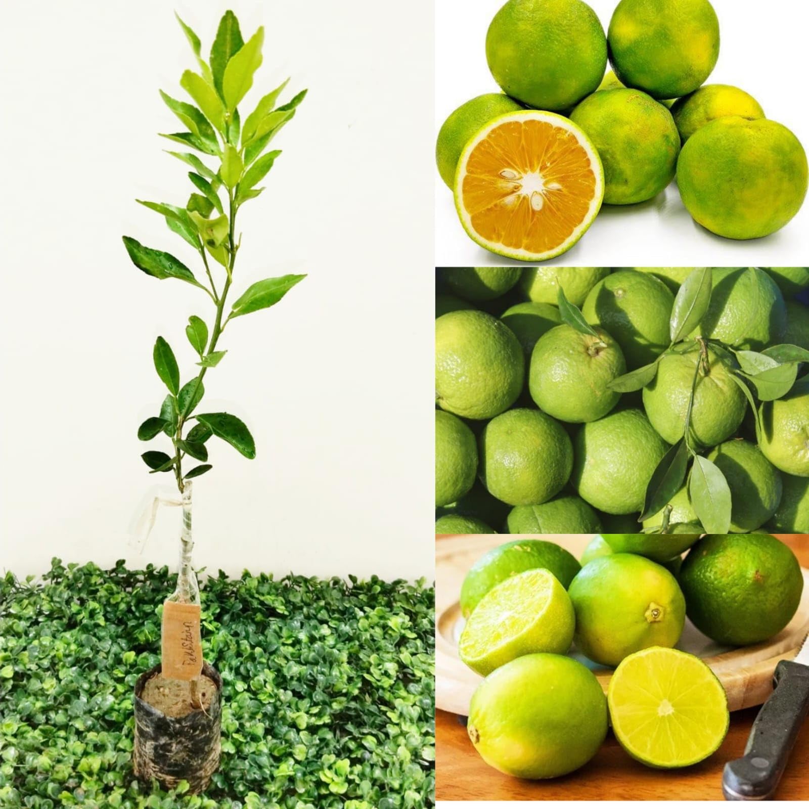 See full amazon price history chart for Natura GreenHouse Grafted Pakistani Mousambi lemon Plant, Live Grafted Original Pakistani Mousambi lemon Plant (Height 1-2) Natura GreenHouse Grafted Pakistani Mousambi lemon Plant, Live Grafted Original Pakistani Mousambi lemon Plant (Height 1-2) (B0CFJY5ZGW) Amazon Price History, Amazon Price Tracker