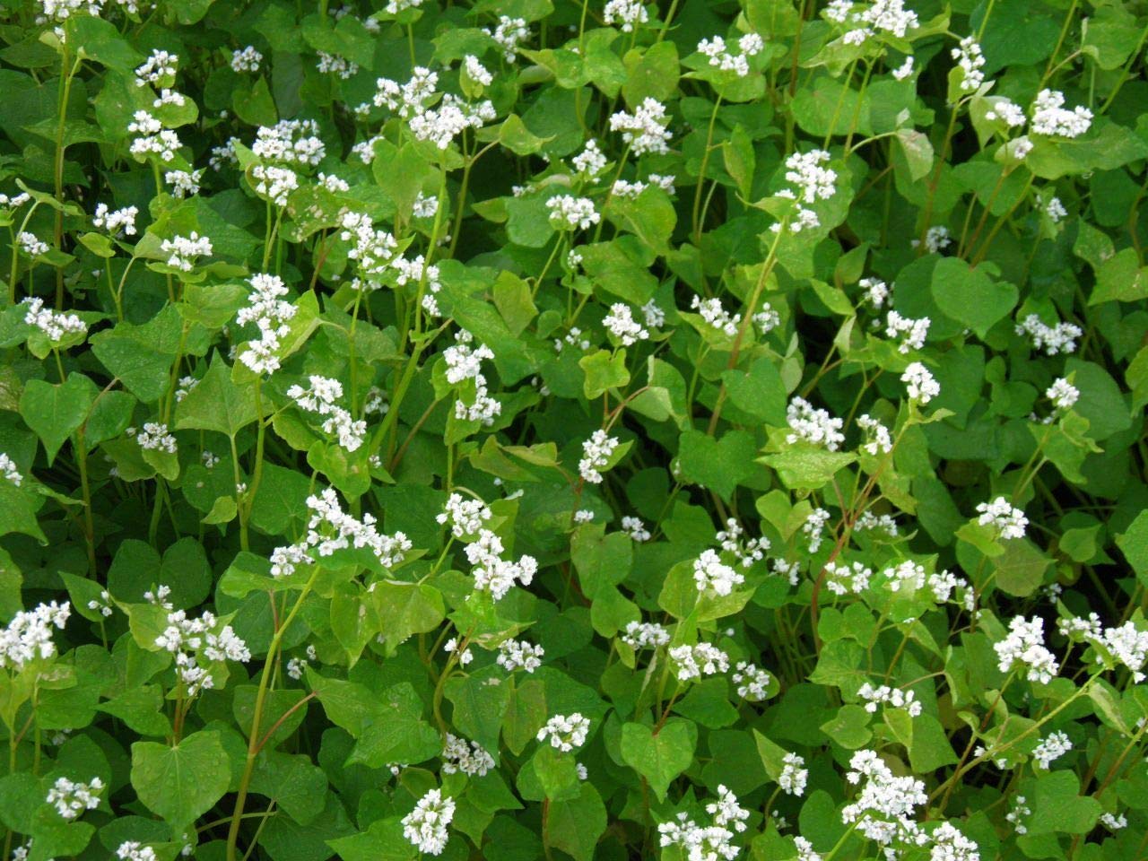 Green Manure BUCKWHEAT 50GM Finest Seeds