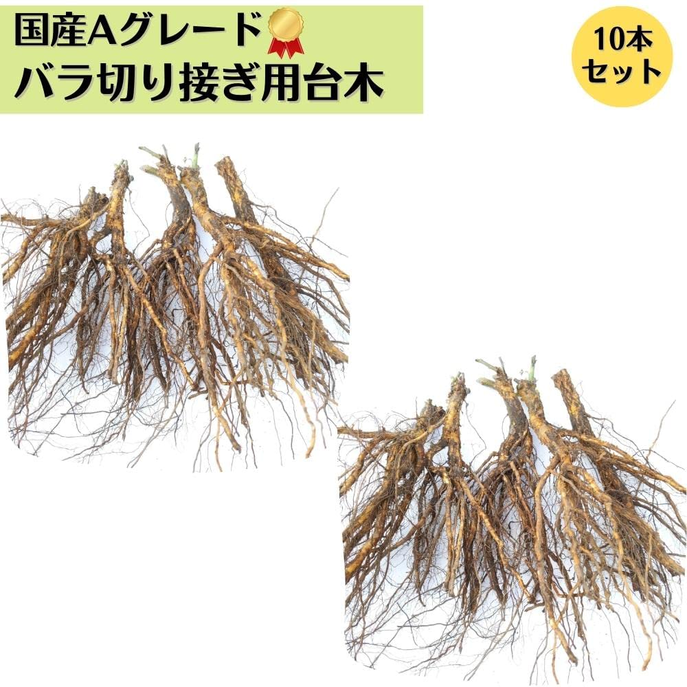Amazon.co.jp: 《国産Aグレード品 バラ切り接ぎ用台木》 ノイバラ (10