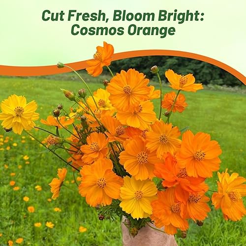 Miniatura 6 de Outsidepride Orange Cosmos Sulphureus Seeds  1000 piezas anuales, tolerantes a la sequía y aptas para polinizadores, semillas de flores para plantar