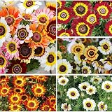 1000+ Perennial Mix Painted Daisy Flower Seeds for Planting-Non GMO & Heirloom Seeds for Home Garden