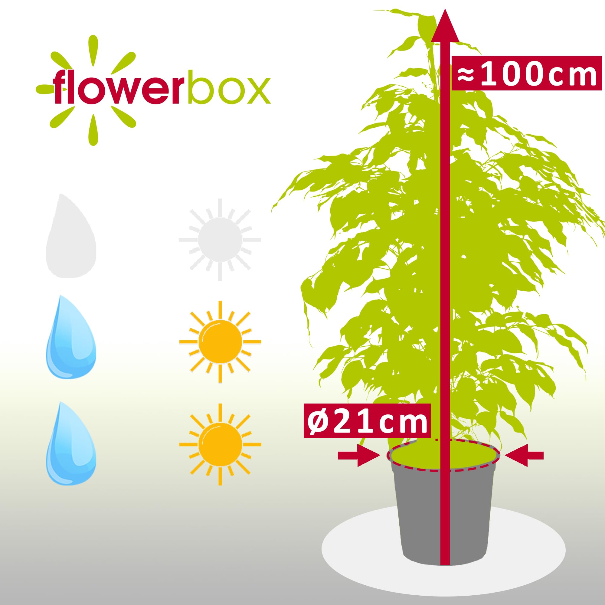 Birkenfeige - pflegeleichte Zimmerpflanze, Ficus benjamini - Höhe ca. 100 cm, Topf-Ø 21 cm