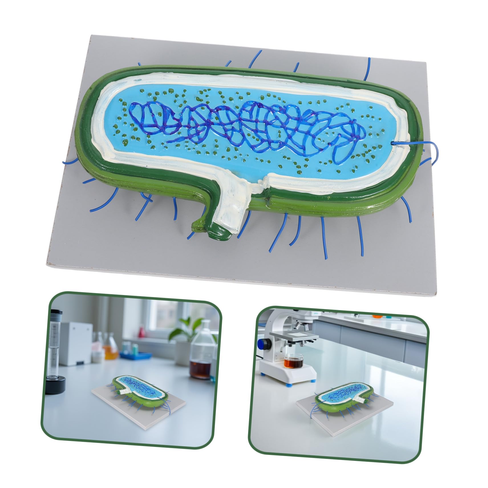 Vergrößertes Zellkern Modell aus Kunststoff für Biologieunterricht | Detaillierte Organellen Darstellung, Interaktives Lernobjekt, für Schüler und Einzelstudium