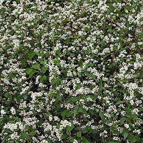 Green Manure - Buckwheat- 2kg Seeds