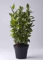 Pianta Di Alloro (Laurus Nobilis) In Vaso ø19 Cm H. 100/130 Cm | Aromatica Sempreverde Da Siepe | Vivaio Castelletto - Foto 2