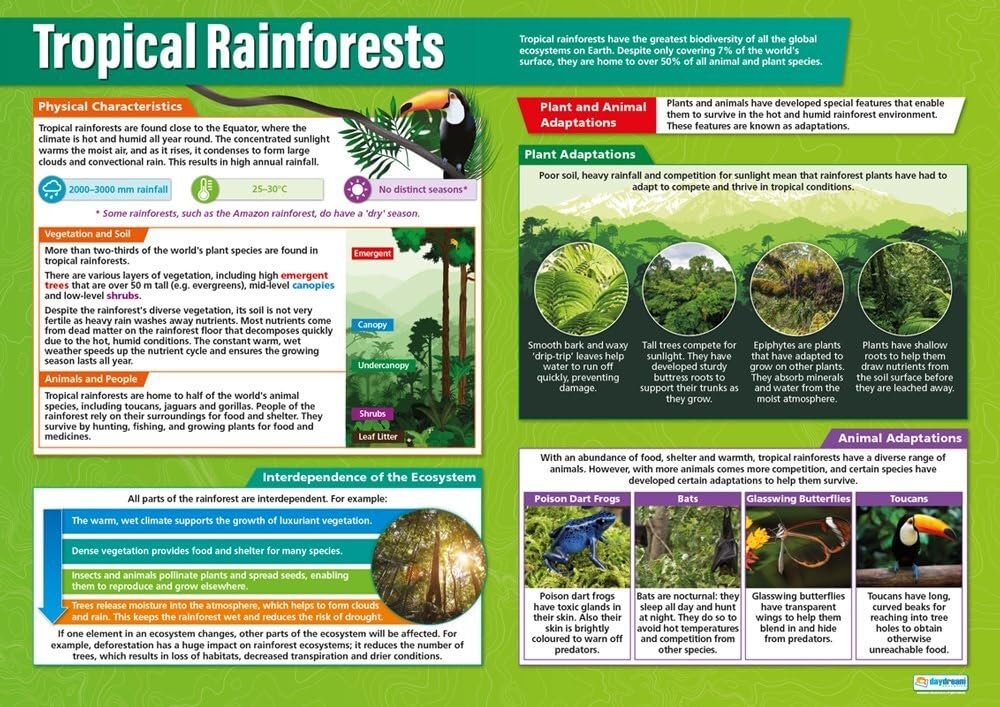FOPURE Deforestation and Conservation in Tropical Rainforests, Geography Teaching on Sustainability for School Classroom(Unframed,12x18inch(30x45cm))
