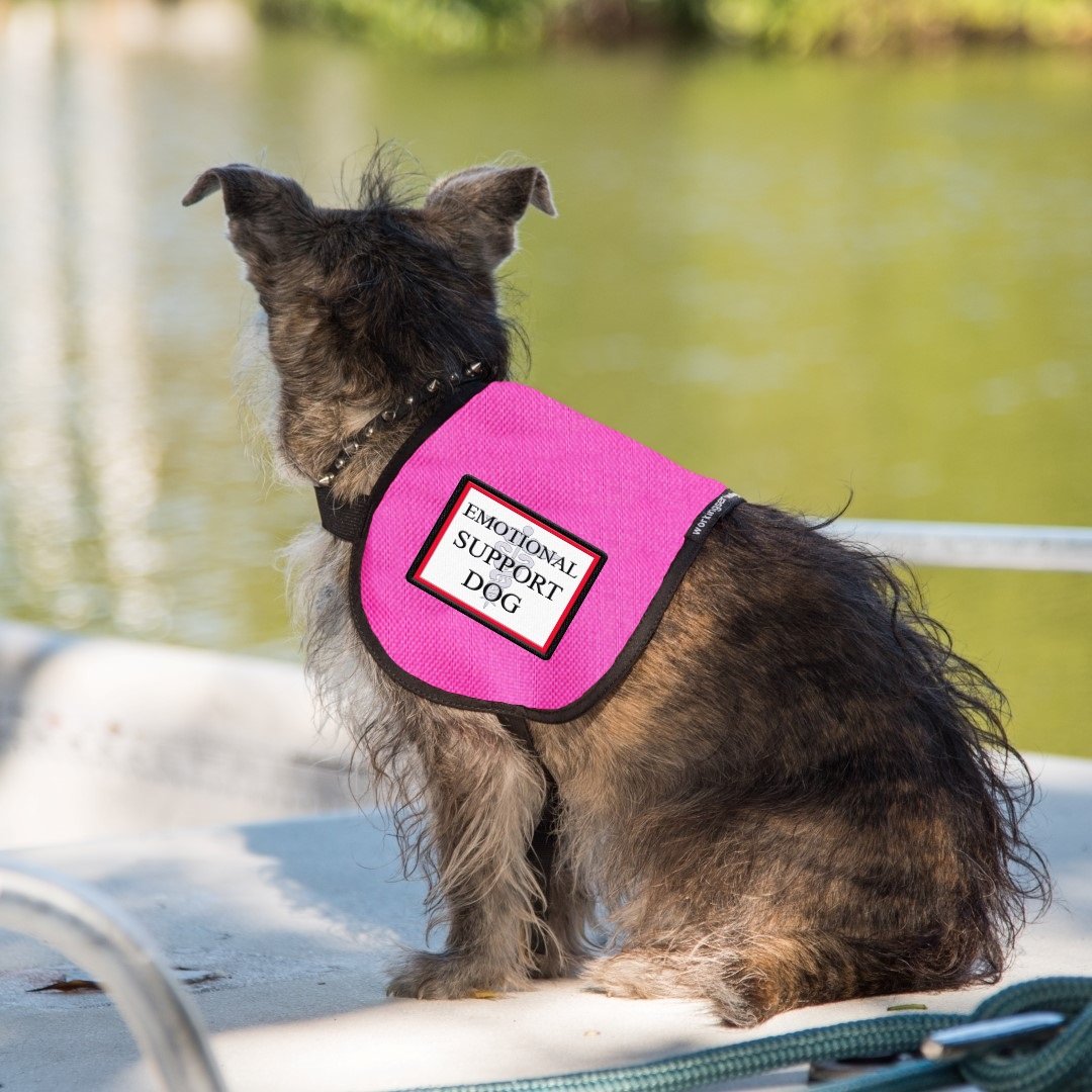 Can An Emotional Support Animal Wear A Service Dog Vest Can An Emotional Support Animal Wear A Service Dog Vest