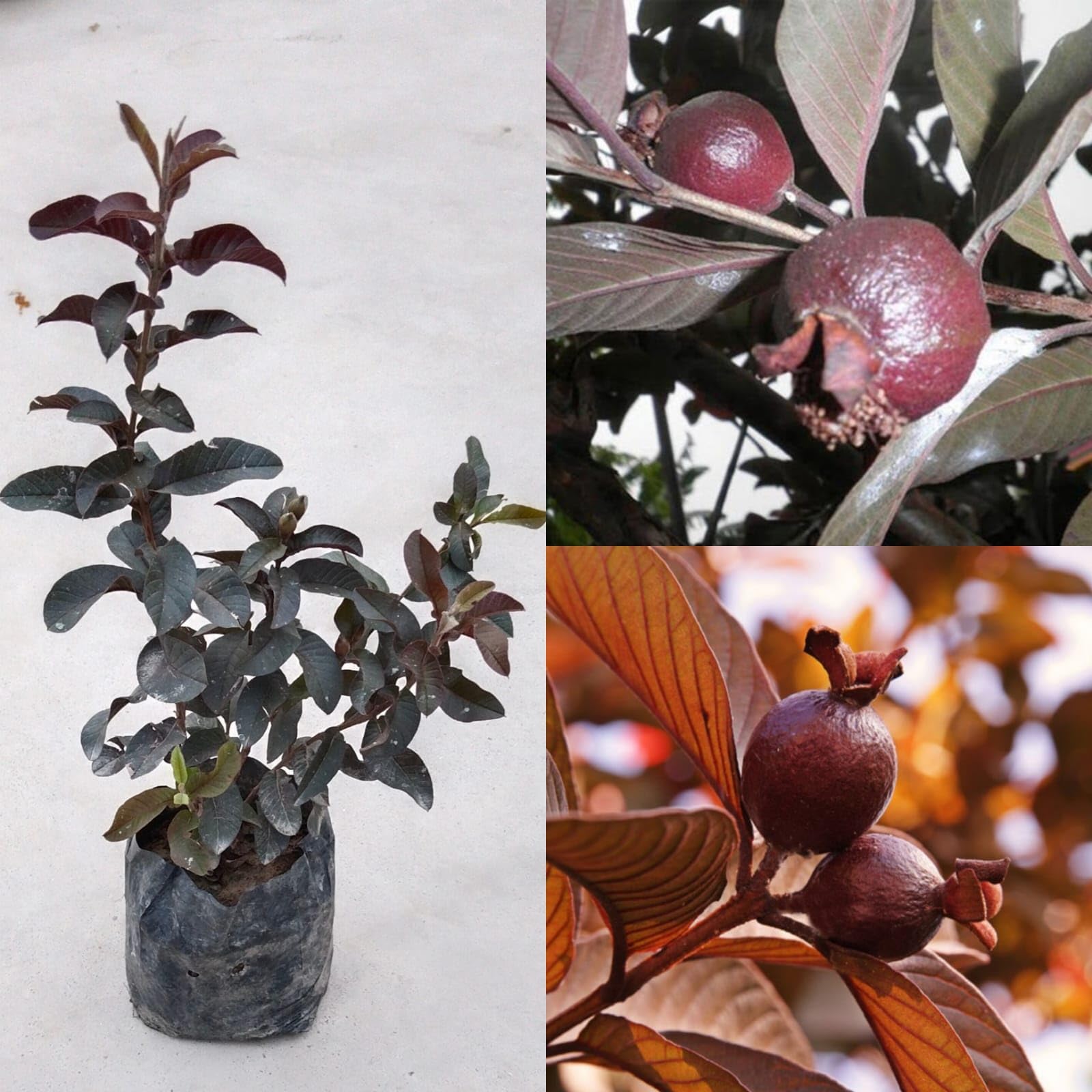 See full amazon price history chart for Red guava plant hybrid all seasons Red guava tree live plant (In Just Under 6 Months You Get Fruits) Red guava plant hybrid all seasons Red guava tree live plant (In Just Under 6 Months You Get Fruits) (B0C789K8KN) Amazon Price History, Amazon Price Tracker