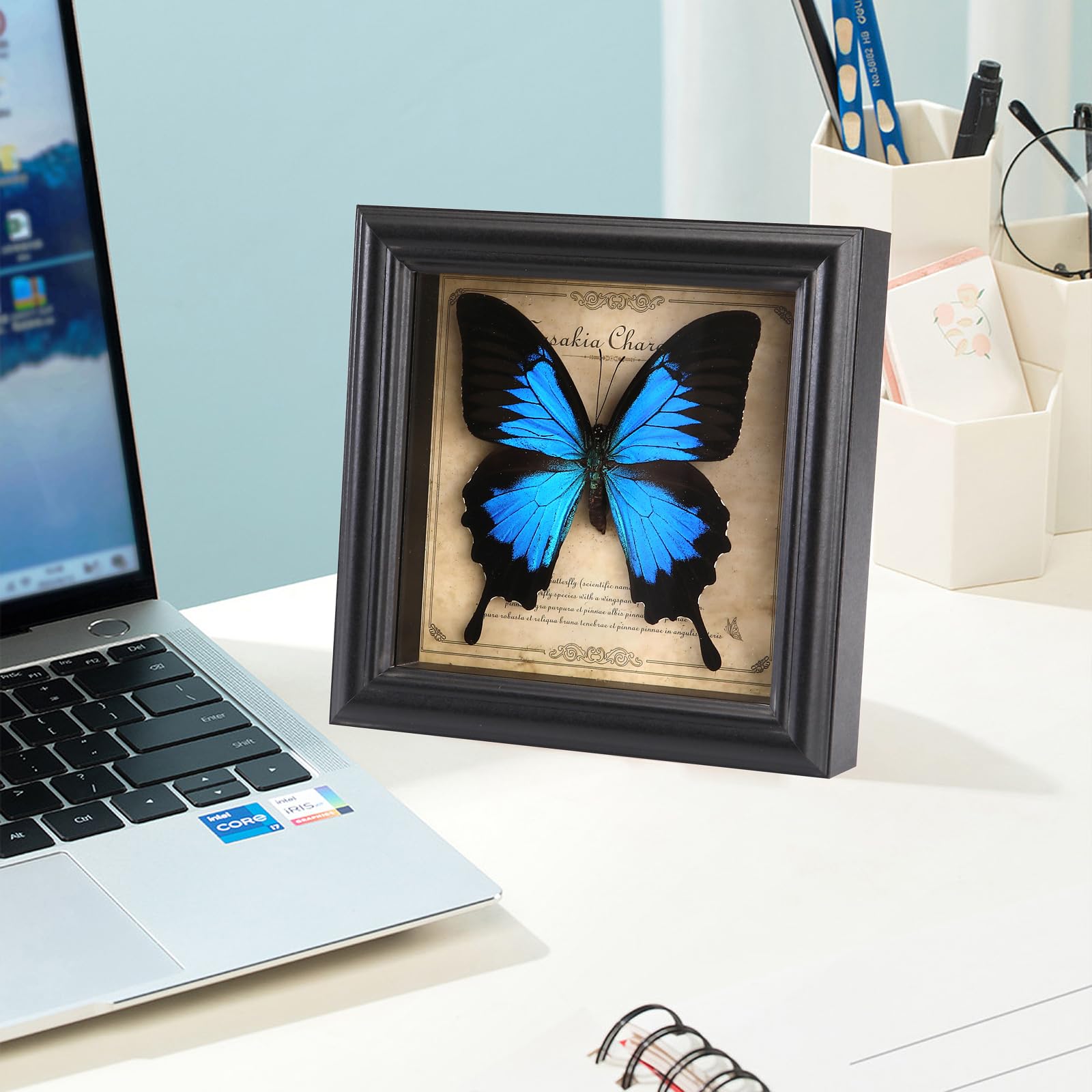 Marco de fotos de espécimen de mariposa, caja de sombra de mariposa real (mariposa de golondrina celestial)