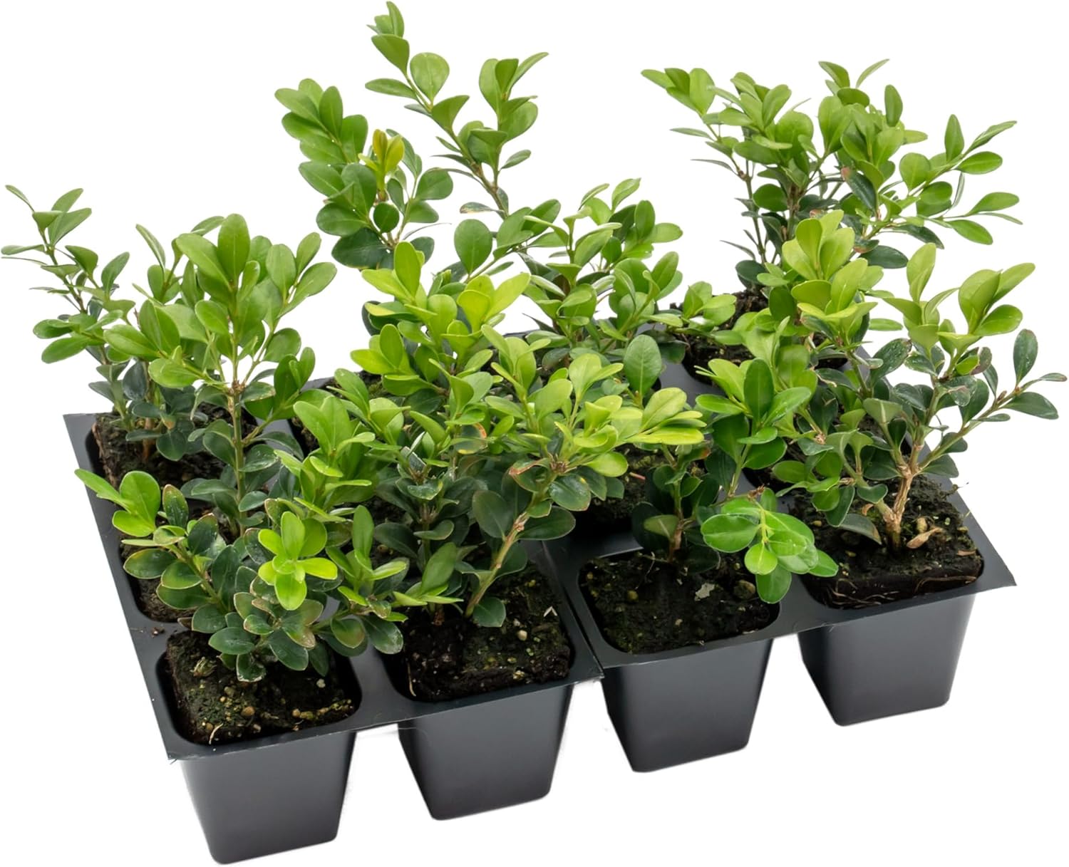 12 Winter Gem Boxwood – Compact Hardy Evergreen Shrub for Hedges, Borders & Topiary Landscaping (Buxus microphylla VAR. Japonica) in 2.5″ Cubes, Live Plants
