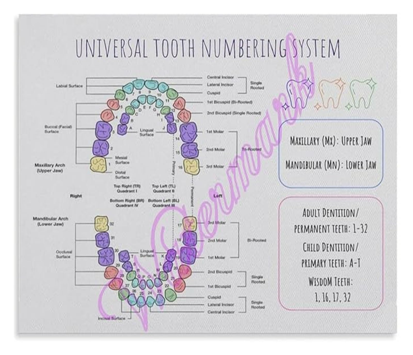 ZDVHOMCB Tooth Numbering System Poster Teeth Chart FDI Palmer Notation Clinic Wall-Art Decor Unframed,12x18inch(30x45cm)