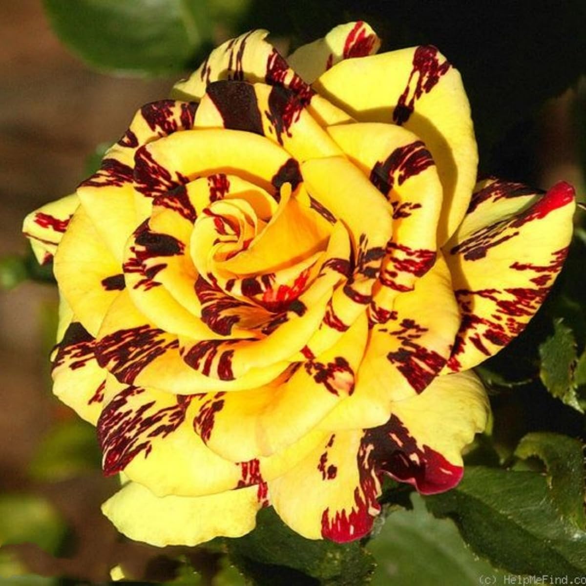 Perennial Fragrant Rose Rhizome,Rose Bulbs Plants Mix Color for Planting Now UK,Good for Garden,Rare Display-3Rhizome-H