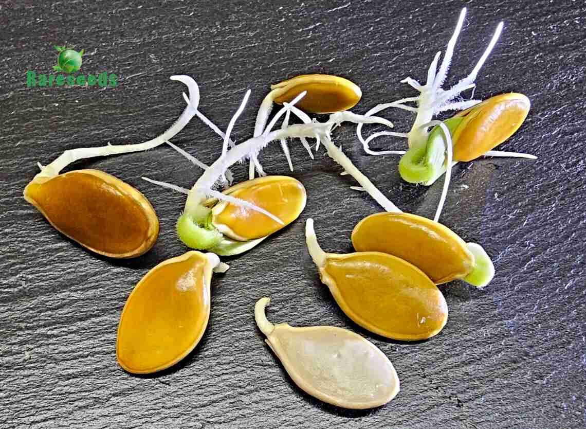 Riesenkürbis "Atlantic Giant" Samen, Cucurbita maxima, Weltrekord Kürbis (50 Samen)