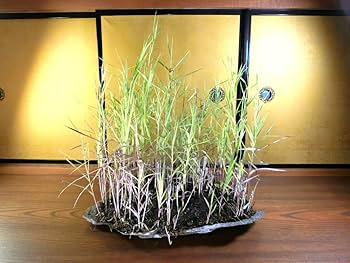 小品盆栽・水石・山野草 大きな鞍馬石とベニアシ 採石採取した自然石 ４１㎝ Amazon.co.jp: 小品盆栽水石山野草 鞍馬石とベニアシ 探石採取した自然