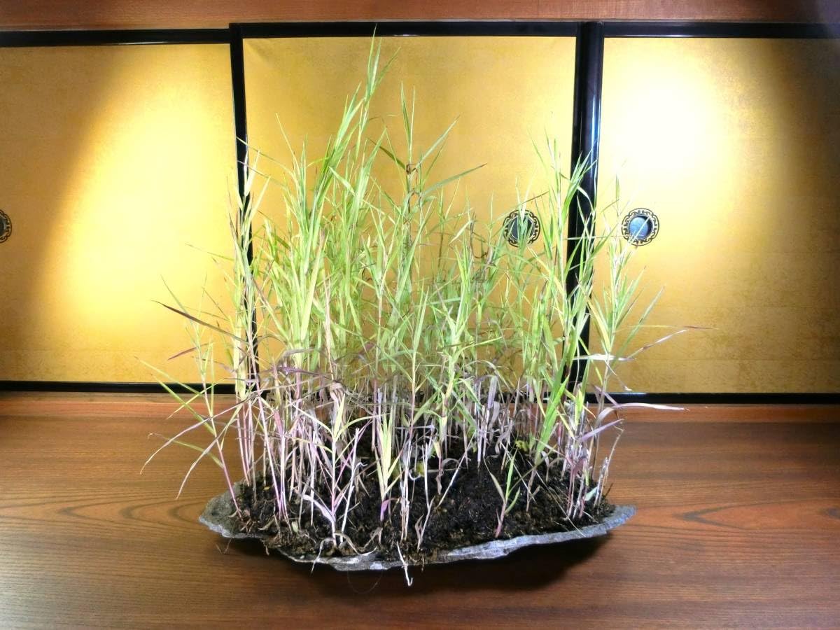 Amazon.co.jp: 小品盆栽水石山野草 鞍馬石とベニアシ 探石採取した自然