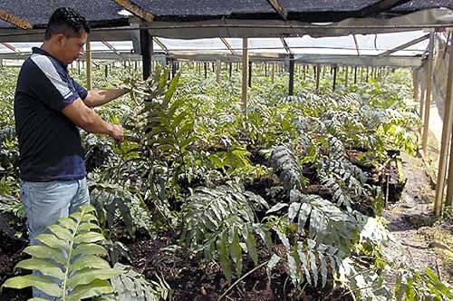 Miniatura 10 de Herbs May Do You Good Calaguala Kalawalla Rizoma Polvo Polypodium Leucotomos De Florida Superfoods (c - 35.27 oz 2.2 lbs)