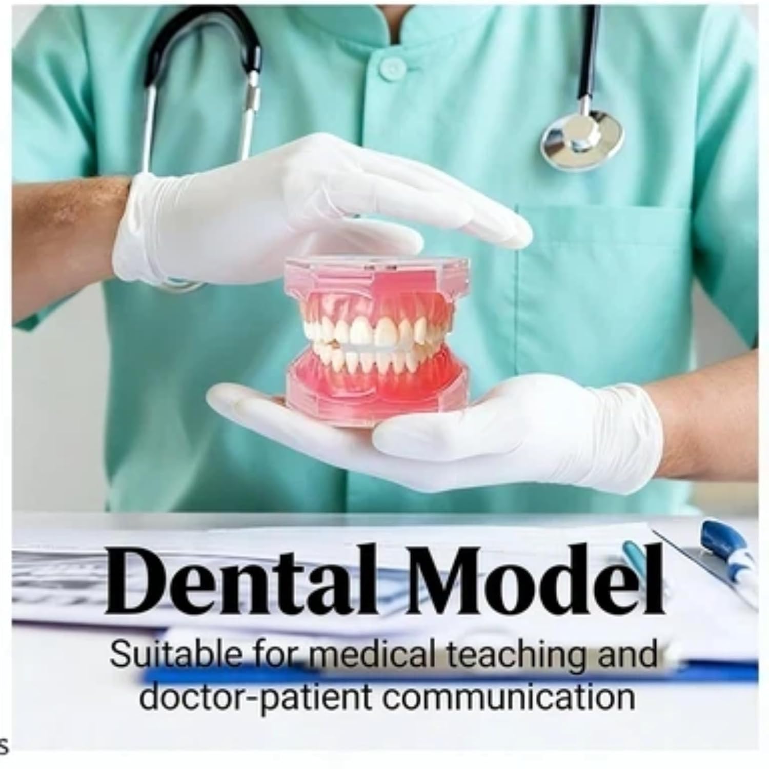 Dental Teeth Model-Dental Hygiene Student Must Haves,Teeth Practice,Typodont Teeth Model,Dental Assistant Must Haves.（Standard）