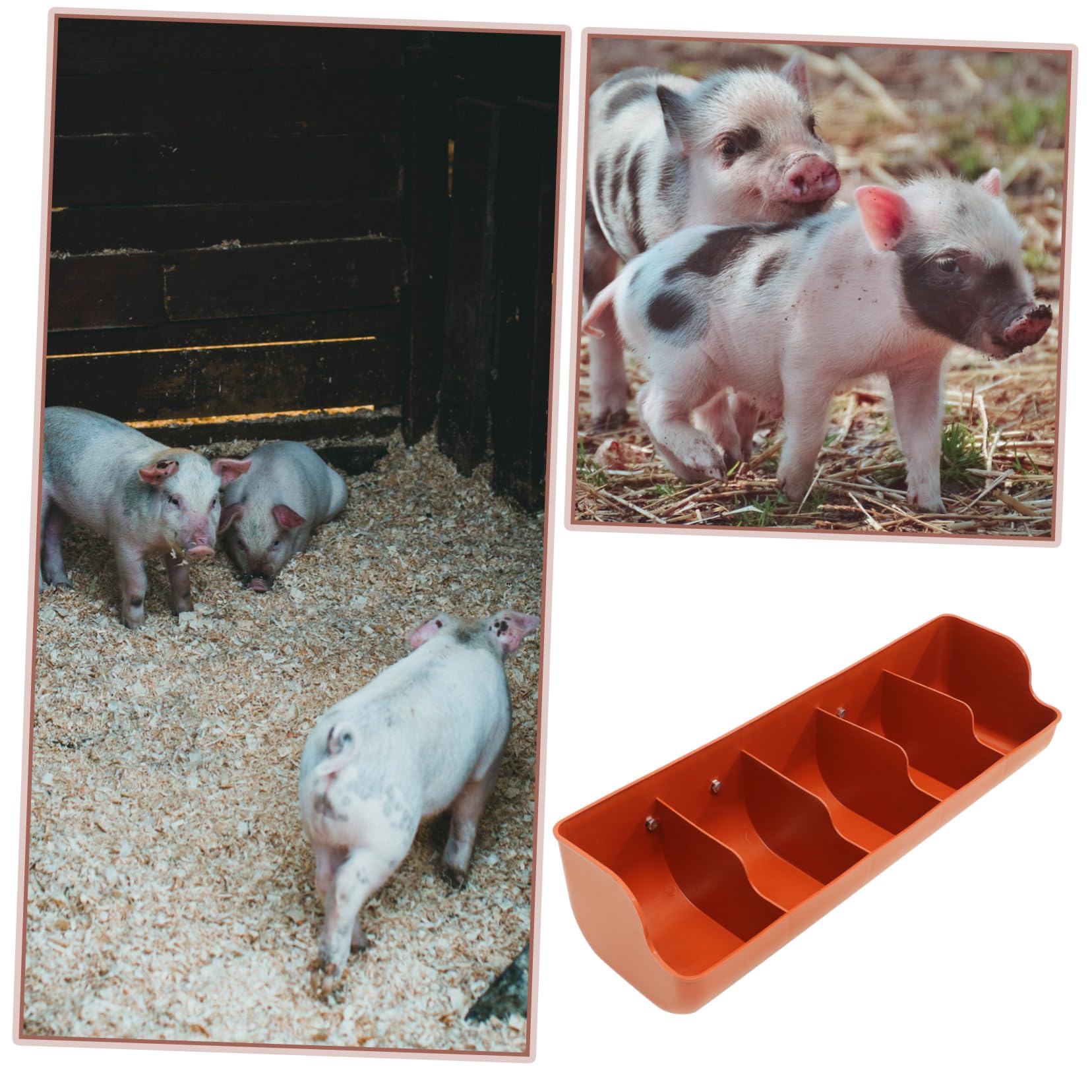Schweinefütterungsgerät aus Kunststoff mit 5 Fächern für Ferkel