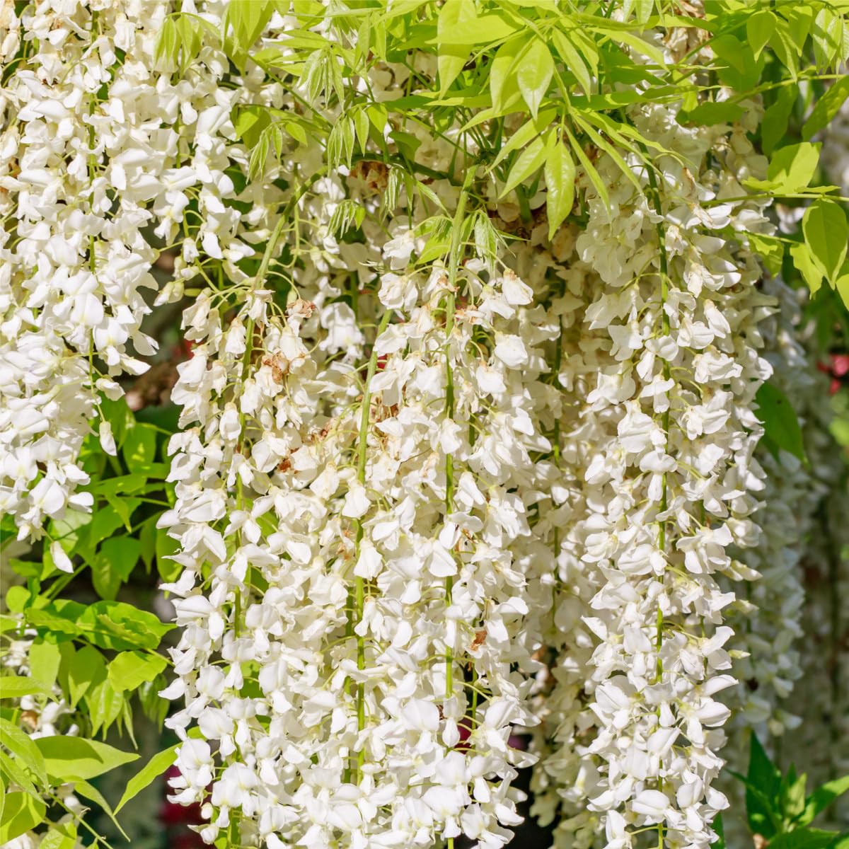 Wisteria floribunda Alba Shiro Noda Japanese White Wisteria Alba in 2L Pot, Fragrant Flowers 3fatpigs®