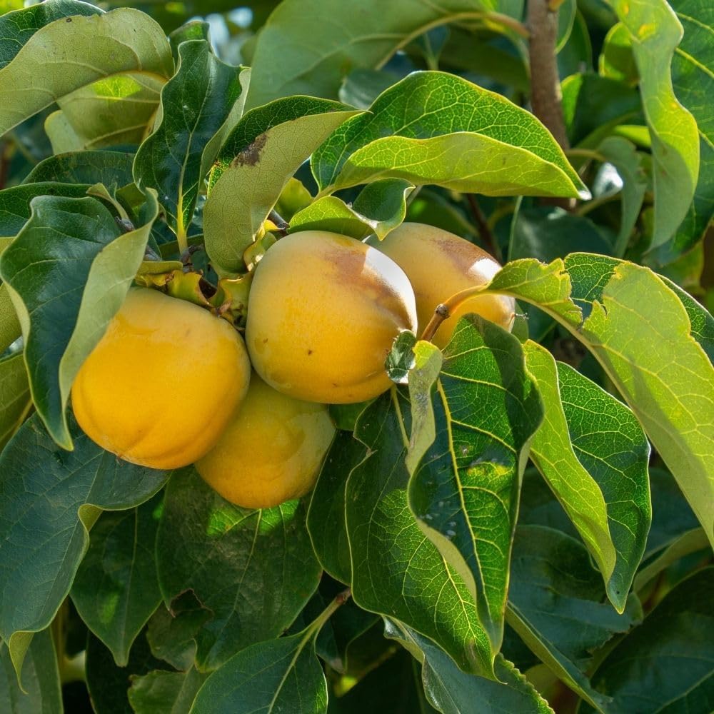 Persimmon Live Plant, Fruit Tree in 3 Gallon Pot, Sweet Persimmon for Outdoor Garden Plant, No Ship to CA