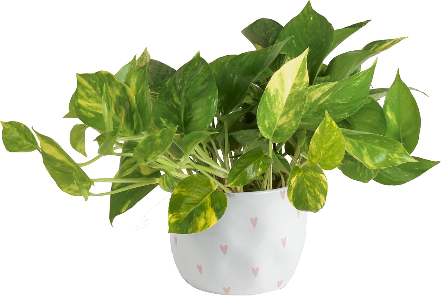 Costa Farms Pothos Plant in Decor Planter