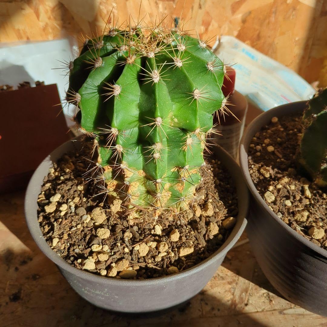 サボテン 旺盛丸 特大株