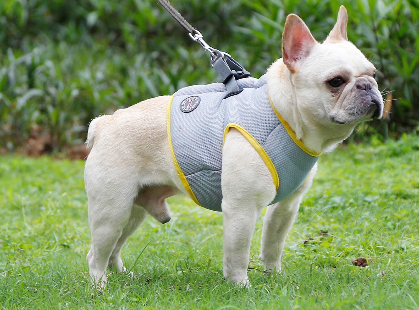 Hund Kühlgeschirr Sommer Mesh Verstellbar Hund Kühlweste Jacke Outdoor Sonnenfest Haustier Mäntel für Kleine Mittlere Große Hunde (M)