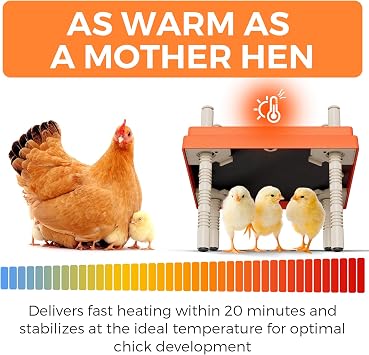 Brooder Box for Chicks with 10 x 10 Brooder Plate, Adjustable Height, Anti-Perching Lid, Holds 15 Chicks, Rapid Heating Chick Brooder Orange