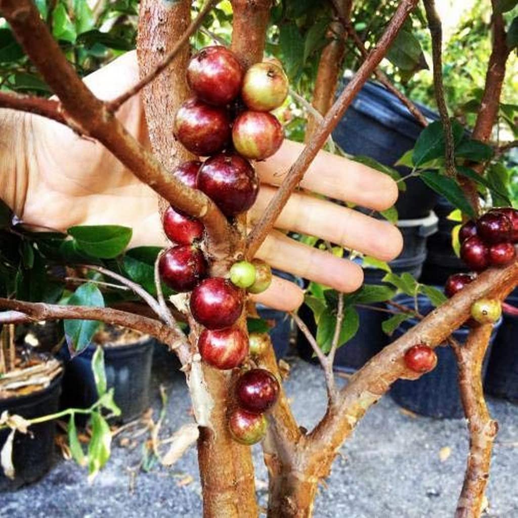 Creative Farmer Rare Dwarf Brazilian Grape Plant" Jabuticaba" One Live Jaboticaba Fruit Exotic |Home Decor (Healthy Plant) (B09QSMPD86) Amazon Price History, Amazon Price Tracker