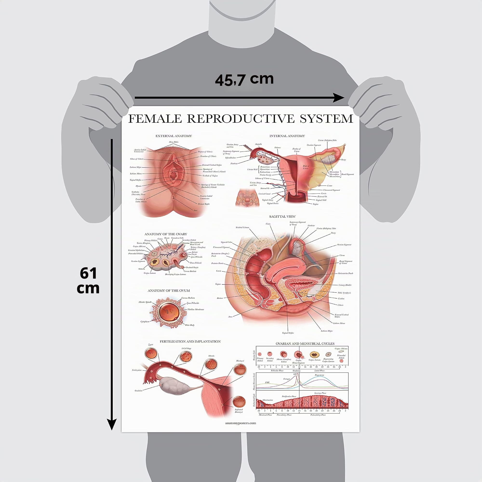 Palace Learning Lot de 3 – Poster anatomique du système reproductif féminin + système reproductif masculin + tableaux anatomiques de grossesse et de naissance