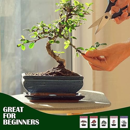 Miniatura 6 de Meekear Creciendo en acacia, glicina, sakura, arce rojo, pino negro, 5 tipos para regalos de bricolaje de jardinería en el hogar