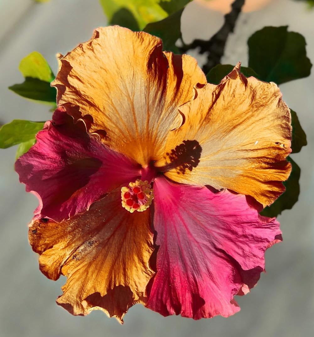 100 Semillas De Hibisco Para Balcón O Jardín - Fáciles De Cultivar, Decorativas Y Coloridas