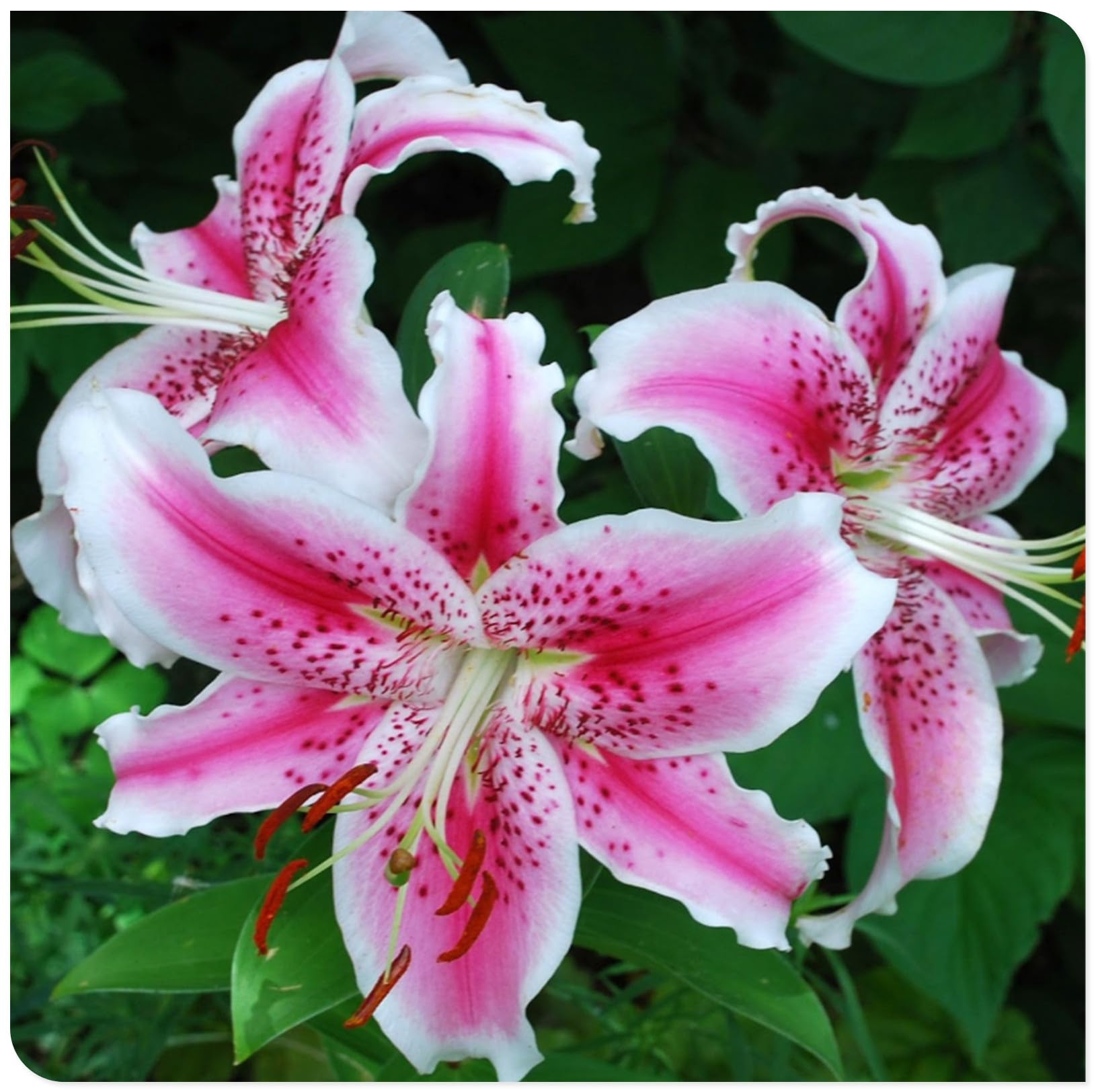 Lily Bulbs-Lily Bulbs for Planting Now UK-Strong Plants That Grow Well-Mix Golden Jade Carving Feels Perfect-10bulbs-D