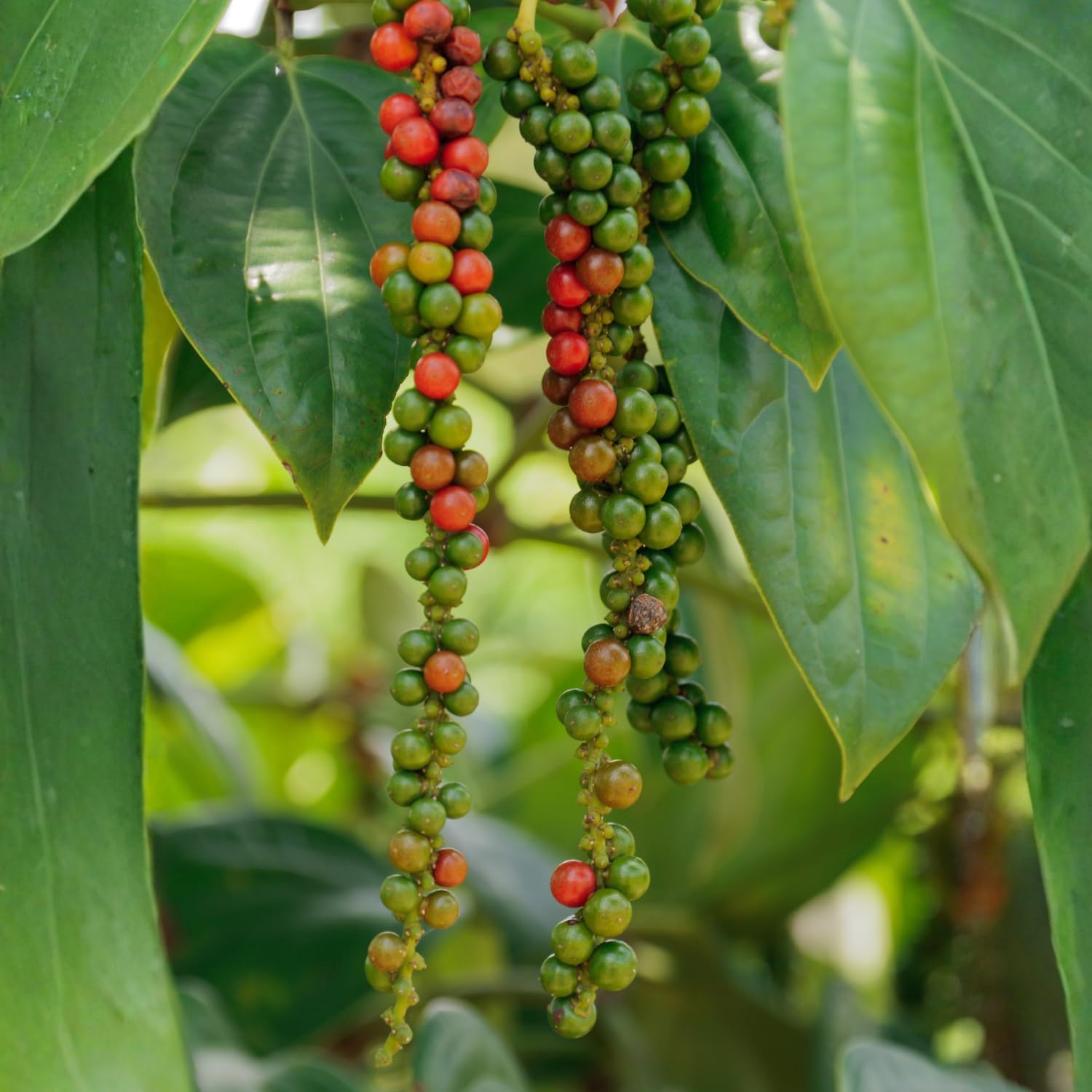 Black Pepper Plant, Piper Nigrum Black Pepper Plant Live, 4-7" Tall Well Rooted Starter Plant, Outdoor Indoor Garden Growing