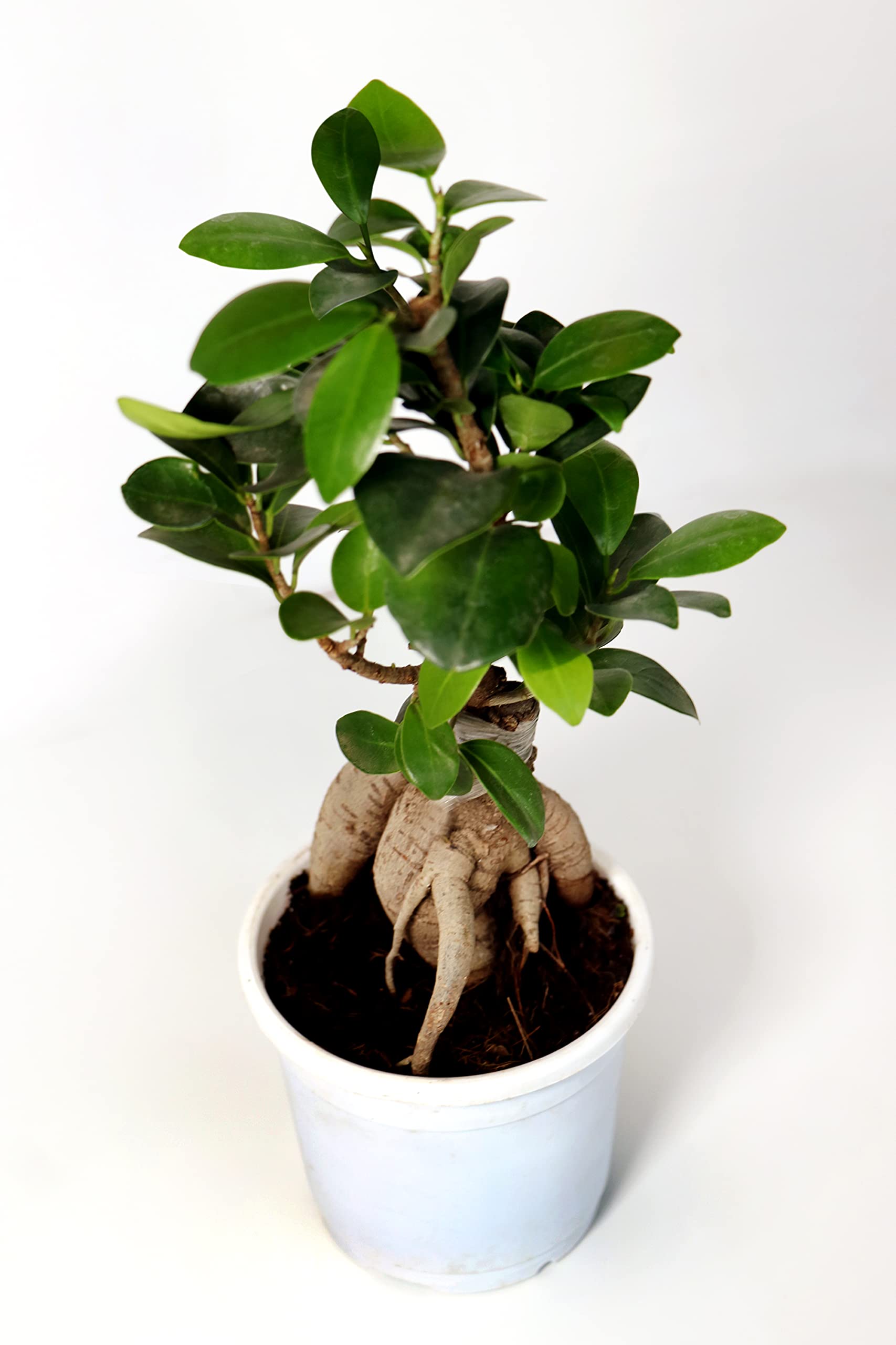 See full amazon price history chart for Genric Quixel Ficus Bonsai show plant and home decor plant, Indoor and outdoor plants and port ( Pack of 1), White Genric Quixel Ficus Bonsai show plant and home decor plant, Indoor and outdoor plants and port ( Pack of 1), White (B09B4WH721) Amazon Price History, Amazon Price Tracker
