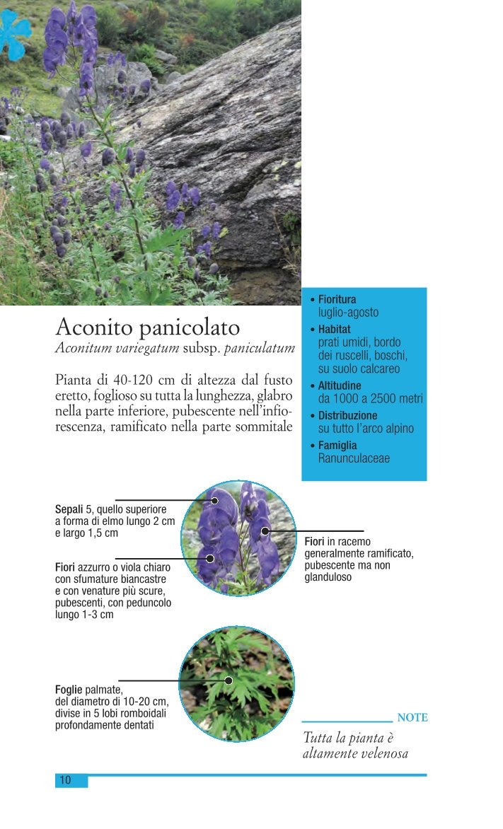 Fiori di montagna delle Alpi sud occidentali. Ediz. illustrata