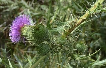 Seeds Holy Thistle Milk (Mary Silybum Marianum) Medicinal Herbs for Planting Heirloom Non GMO