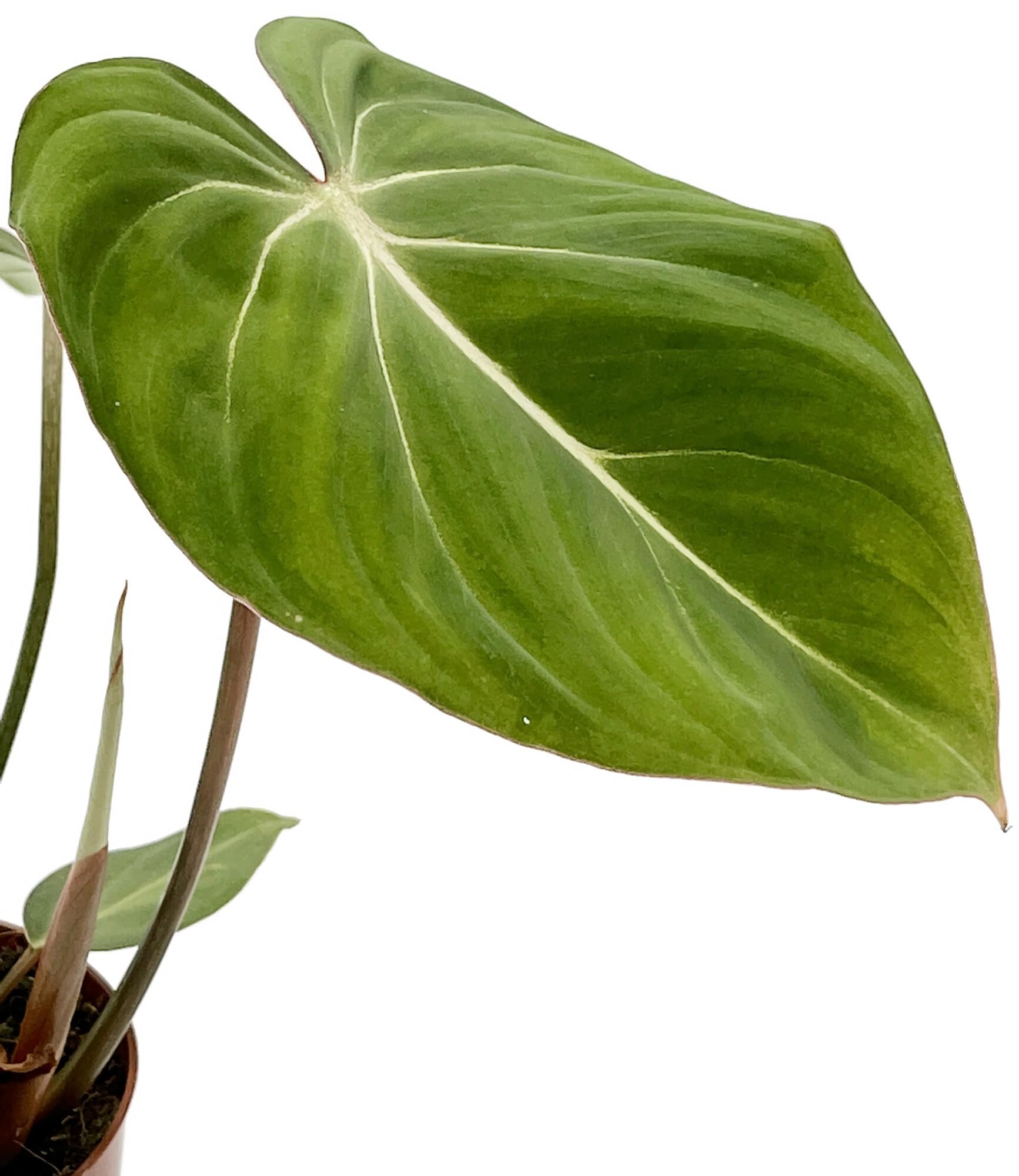 cocktail plant online shop Justicia brandegeana --Fruit Cocktail Shrimp Plant--