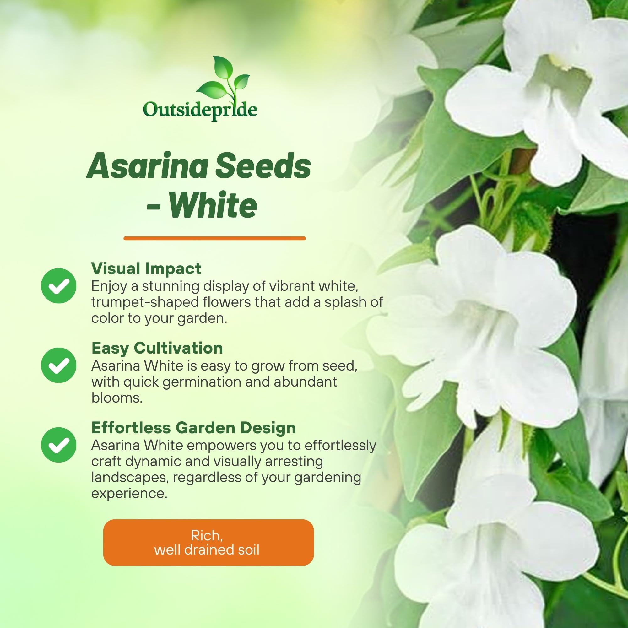Amazon.com : Outsidepride White Asarina Climbing Snapdragon Seeds
